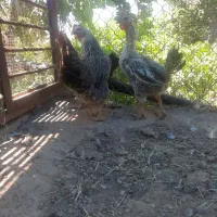 مرغ تخم گذار