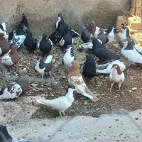 عرض سلام خدمت عشق بازان عزیز تقریبا ۱۵ جفت سینه
