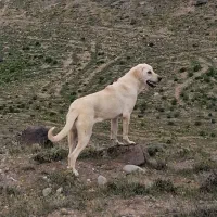 سگ ماده عراقی
