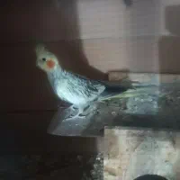 عروس هلندی ماده