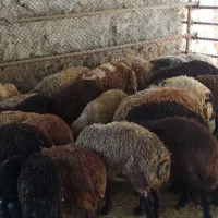 قوچ وگوسفند زنده سیاه