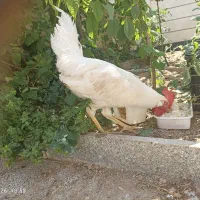 خروس سفید دستی