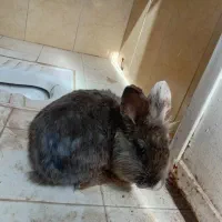 واگذاری خرگوش خاکستری