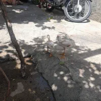 جوجه