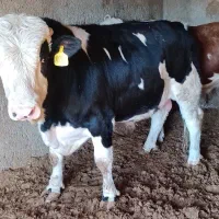 ده راس گوساله سیمیتال