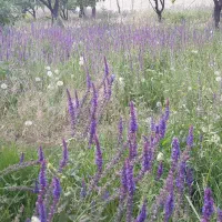 فروش یونجه روی زمین