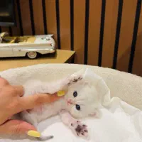 گربه ملوس ترین کوچولوی دنیا