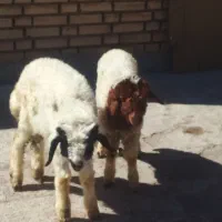 بره|حیوانات مزرعه|اهواز, امانیه|دیوار