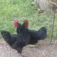 دو خروس جوان تمام سیاه