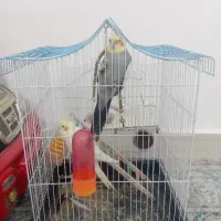 جفت عروس هلندی