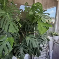 برگ انجیری