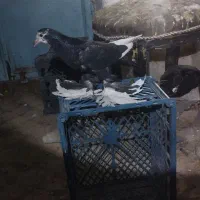 جوجه گوی باش گوی قویوخ