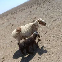 میش و بره