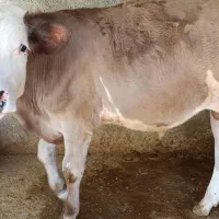 گوساله