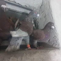 کفتر
