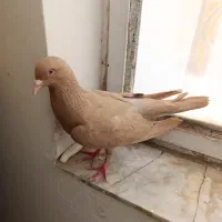 کفتر یا کبوتر