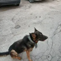 سگ ژرمن سه ساله