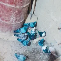ده نر