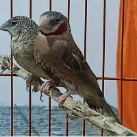 فنج گلو بریده