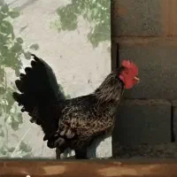 خروس فروشی