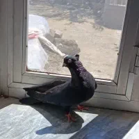 کبوتر|پرنده|میاندوآب, |دیوار