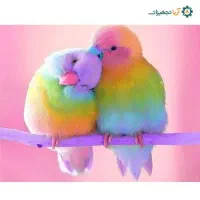 عروس هلندی گمشده پیدا شده