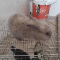 یک عدد خرگوش لوپ رنگ طوسی