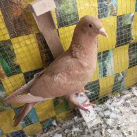 جفت کلاغ دم سفید