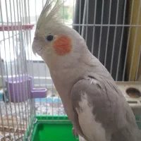 عروس هلندی ماده