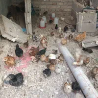 جوجه و مرغ کوردی اصلی