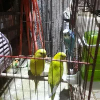 ۳ عدد مرغ عشق خوش رنگ