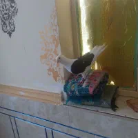دوکت|پرنده|اهواز, باغ شیخ|دیوار