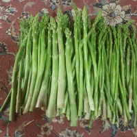 مارچوبه تازه
