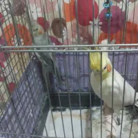 عروس هلندی نر وماده