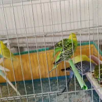 فروش تعدادی مرغ عشق