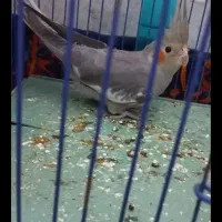 گمشده