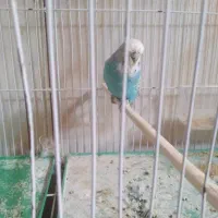 مرغ عشق انگلیسی
