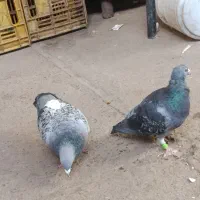 نر ماده سبز پولک آلمانی
