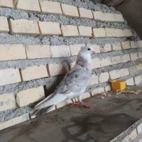 کفتر پرشی