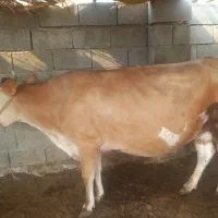فروش یک راس گاو ابستن جرسی