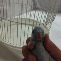 جوجه راهب سرلاکی