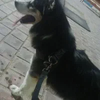 سگ هاسکی