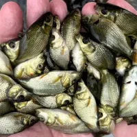 حراج استثنایی بچه ماهی کپور در اصفهان