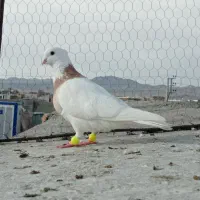 کبوتر