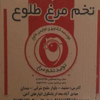 عرضه مستقیم تخم مرغ طلوع