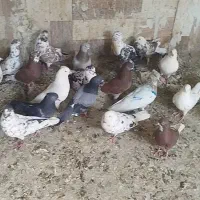 55عدد کفتر فروشی دونه ای 125