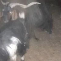 تکه چاق بیابونی