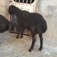 قوچ افشار یا گوسفند