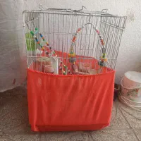 قفس عروس هلندی