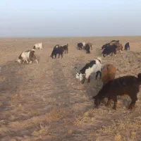فروش بزغاله وبره نر